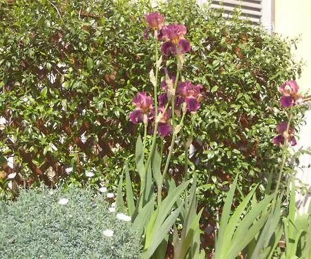 L'antica Porta Boutique 4* Firenze